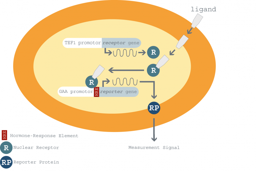 general scheme of the biosensor
